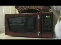 TV Dinner