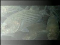 NC Aquarium