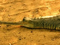 Happy Crocodiles on vocation