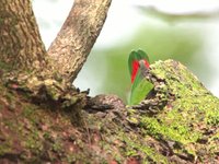 Colasisi-Philippine Hanging Parrot (Loriculus philippensis)