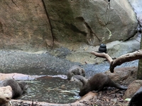 Feeding time for Otters