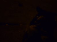 Walking the dog