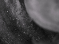 Springtails