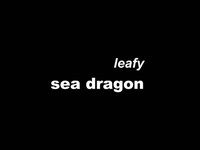 leafy sea dragon