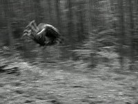 Siłacz- HorneTrickZ - forest training