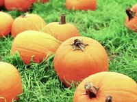 Pumpkining