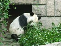 Panda Jing Hui Is Having Breakfast 貓熊京惠的早餐