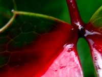 RED Autumn