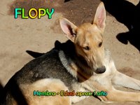 Perritos en adopción refugio "MI CUCHA"