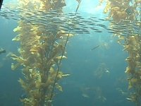 The Aquarium