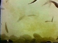 X Contaminations