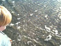 Sawyer loves the ocean