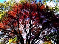 "Pasimula" - Dovie Beams Love Child