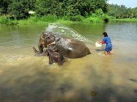 Preeyanoot and no named baby elephant..