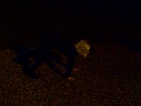 Addie the Cat