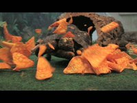 Doritos Makes EVERYTHING Better!