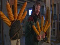 Wild Turkey Decoration/Feeder