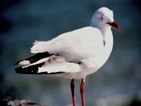 Jetty_birds