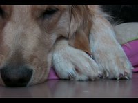 Peaceful Pup