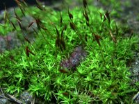 Mosses