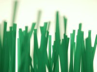 bamboo