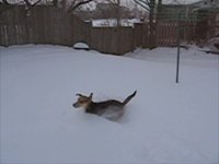 Marbles in the Snow