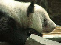 Sh, Panda Granny Le Le Is Sleeping  噓，貓熊奶奶樂樂在睡覺