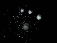 Intro for a website about Guernica