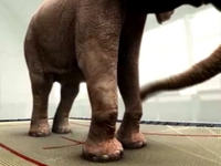 Elephant On Trampoline