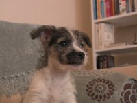 Puppy Dog