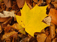 Colors of Fall