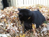 Fall and the Mini