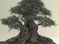 An Overview of Bonsai with the Yama Ki Bonsai Society