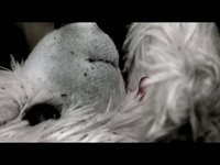 Hallelujah! Gorilla Revival (2008)