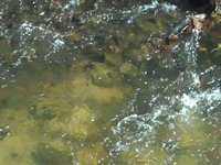 streamside