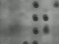 freestyle / biological particles versus digital dots