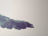 Motion Graphics