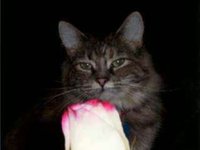 Infinite Cat Zoom