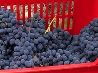 Sinio - In the heart of Langhe, ITALY