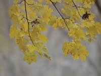 Autumn's Departure