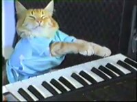 KIRboard Cat