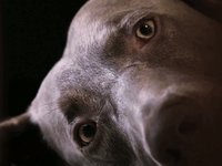 My Dog Titus