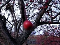 Cherry Tree test