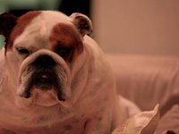 5 things my dogs love.