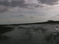 Walking in murky gator-infested Everglades water