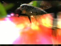 KingCobra #2  Galaxy7
