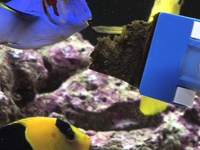 My hungry fish