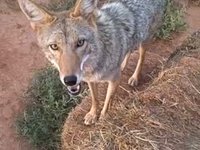 The Daily Coyote - Home