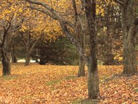 Trying to capture Autumn.
