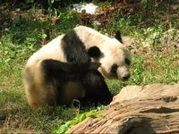 Panda Jing Hui Enjoys Sunbath 貓熊京惠曬日光浴